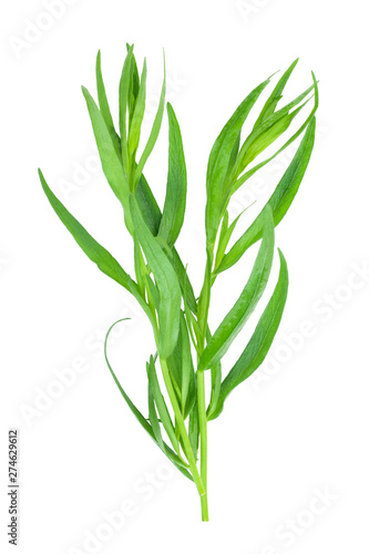 tarragon or estragon isolated on a white background. Artemisia dracunculus. Top view. Flat lay