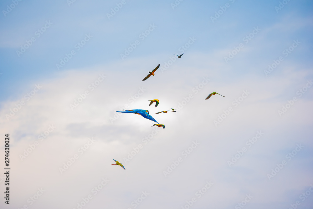 Parrots in the sky