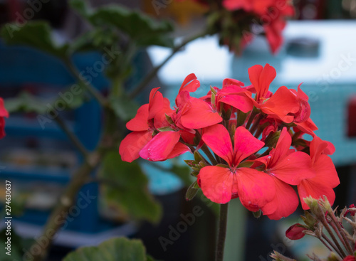 Close up shoot of ivyleaf geranium flower. Blurred background. photo