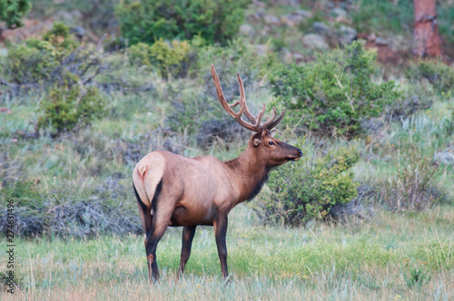 Elk