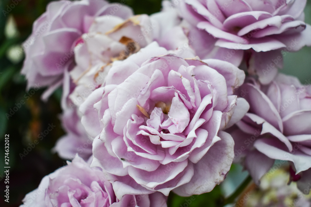 Pink Rose. Green background. beauty flower's