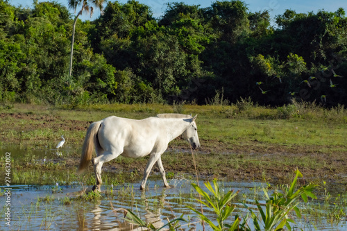 Cavalo branco pantaneiro vivencia natureza photo
