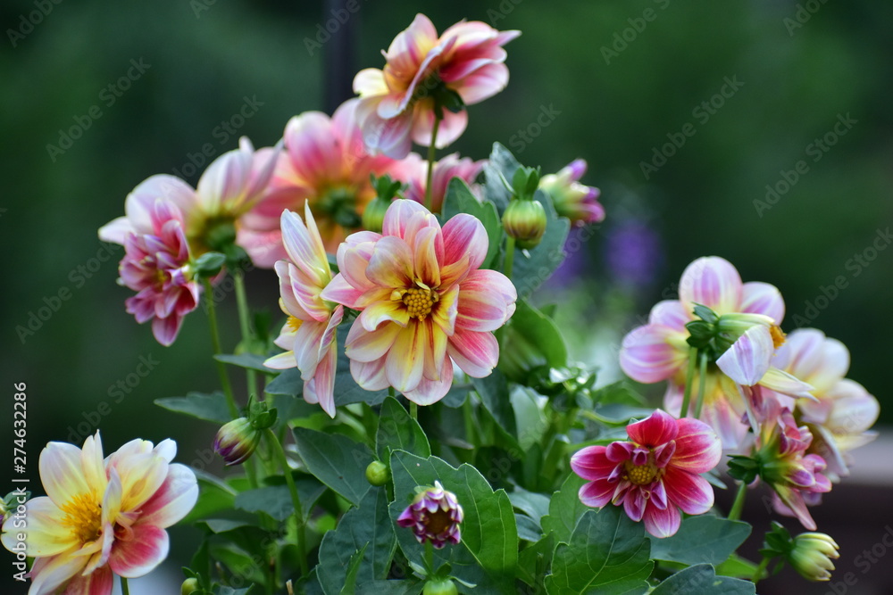 Fototapeta premium Pink & Yellow Dahlias