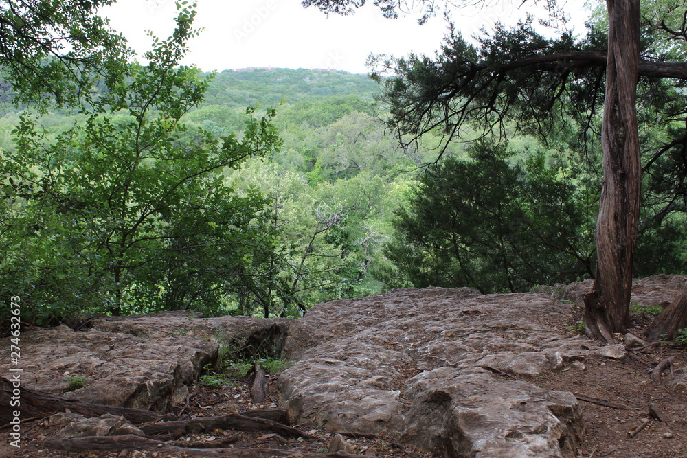 Fototapeta premium forest overlook