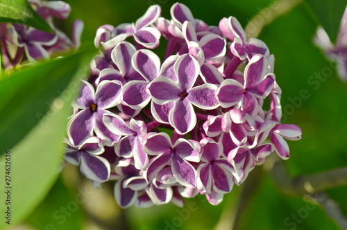 Lilac flowers on a branch in the garden in spring