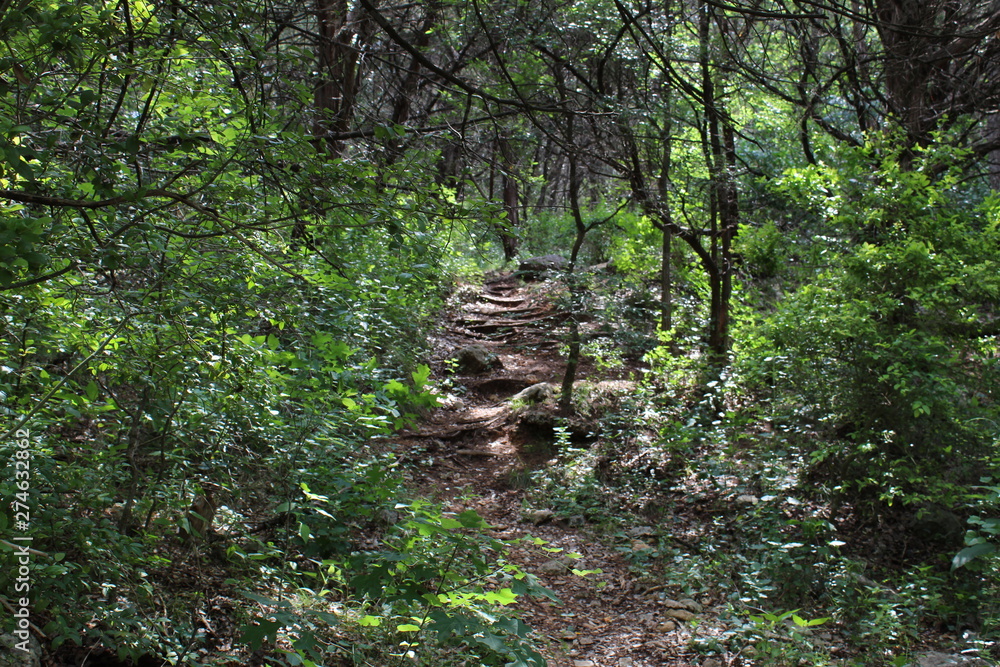 Obraz premium steps in forest