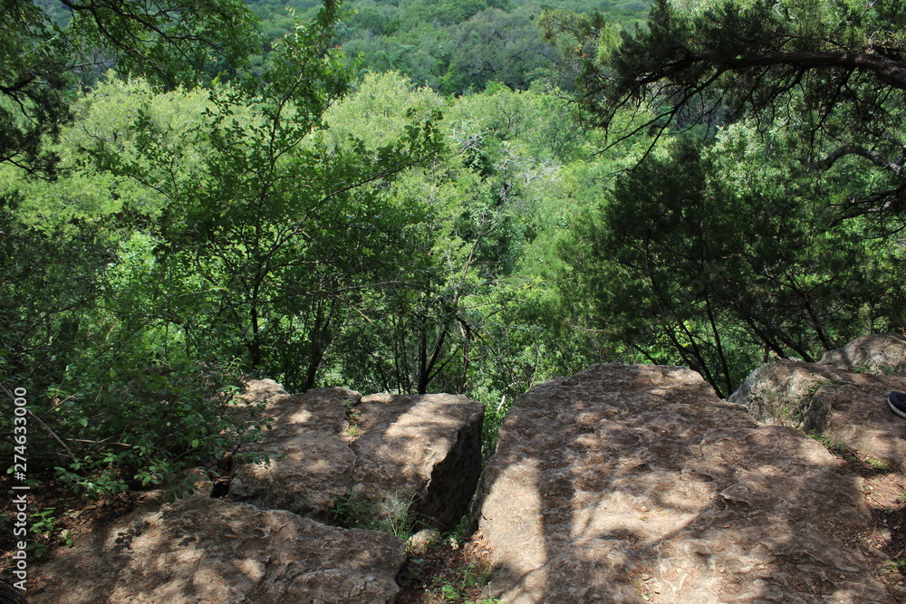 forest overlook forest overlook