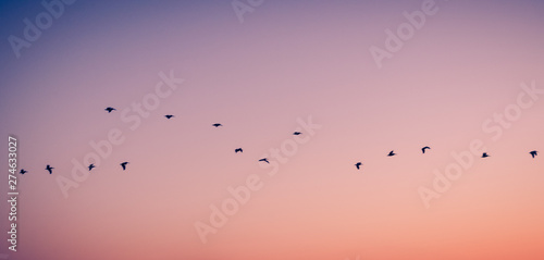 Flock of Birds Flying Against Fading Sunset Sky