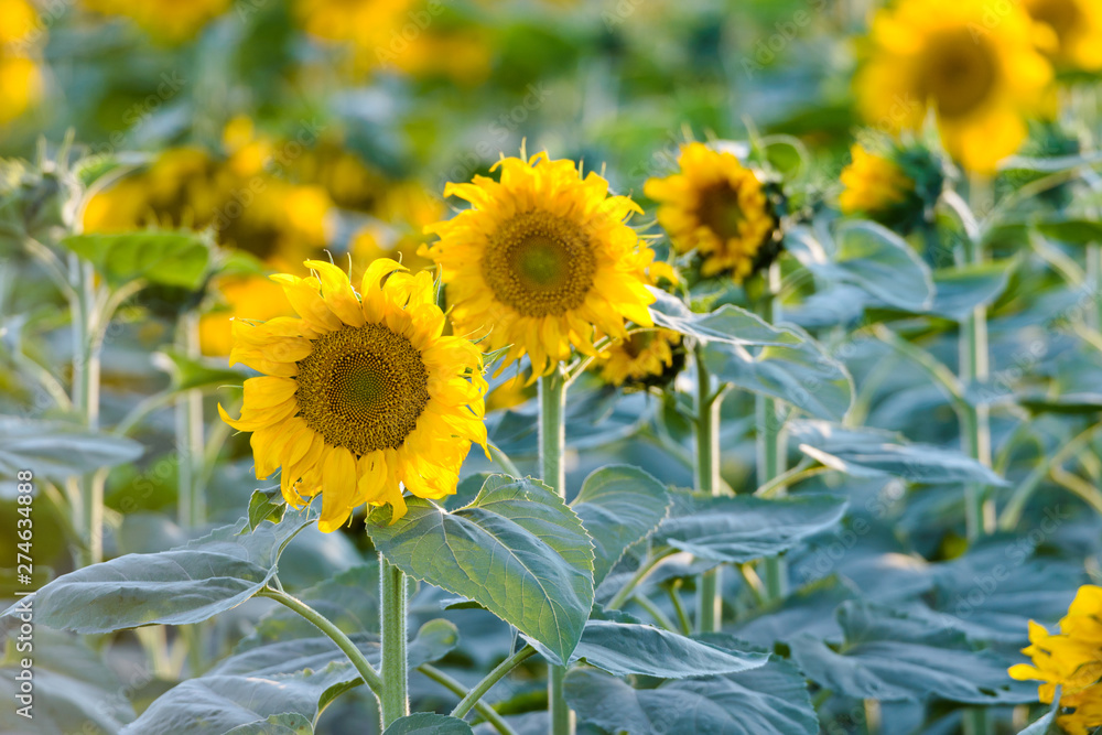 Fototapeta premium Bright yellow sunflowers in bloom