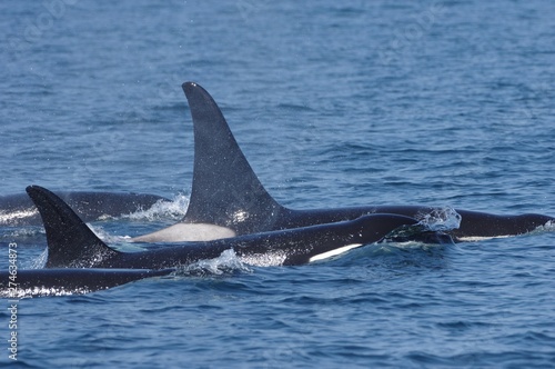 Orca family, Nemuro Strait in Shiretoko, Japan　シャチの家族　北海道知床 © shuttered