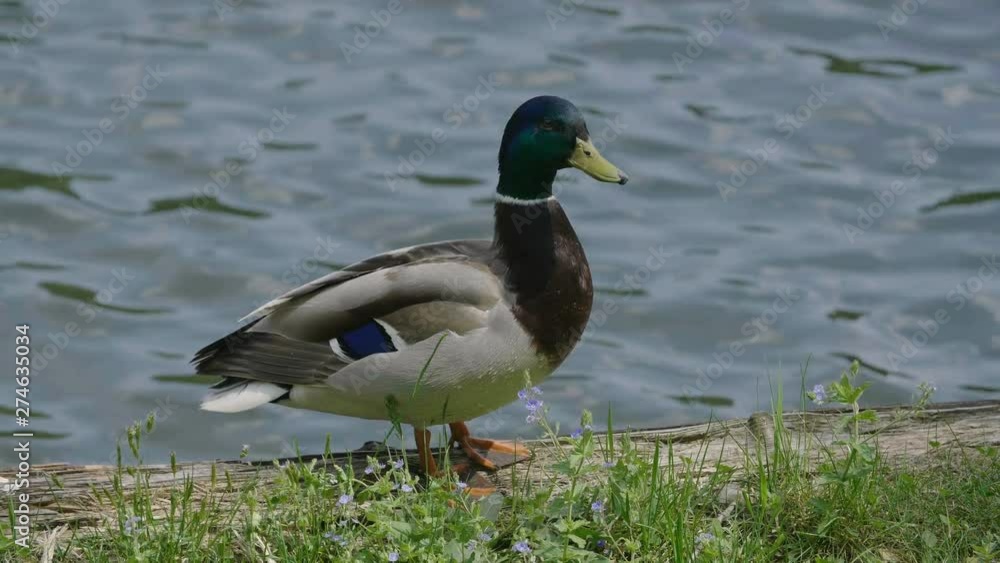 Angry duck near the pond talking nervously Angry duck near the pond talking nervously