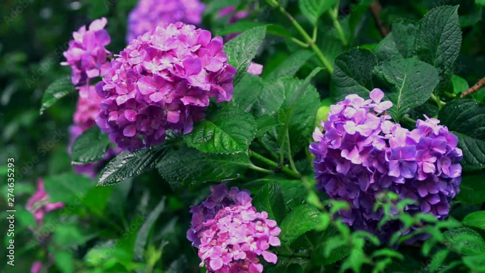 雨の日に咲く紫陽花 雨の日に咲く紫陽花