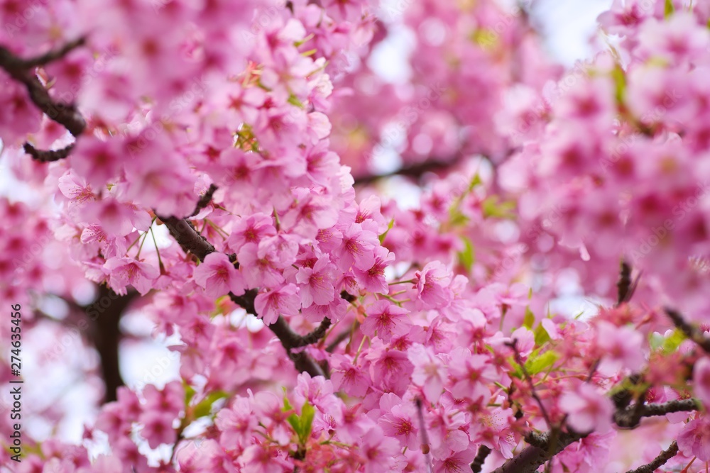 Kawazu cherry blossoms : full blooming Kawazu cherry blossoms : full blooming