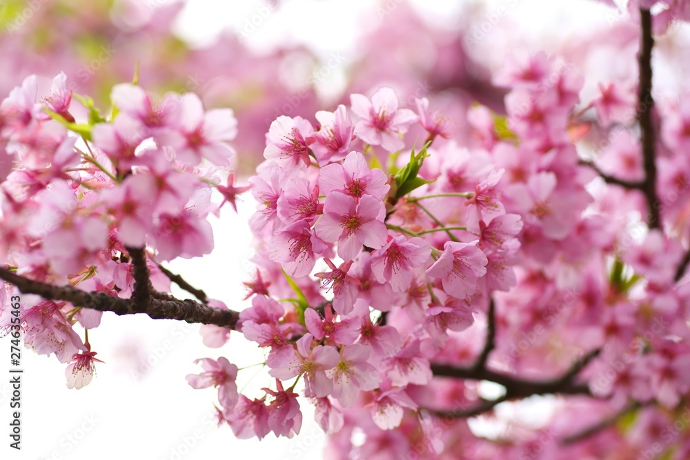 Kawazu cherry blossoms : full blooming