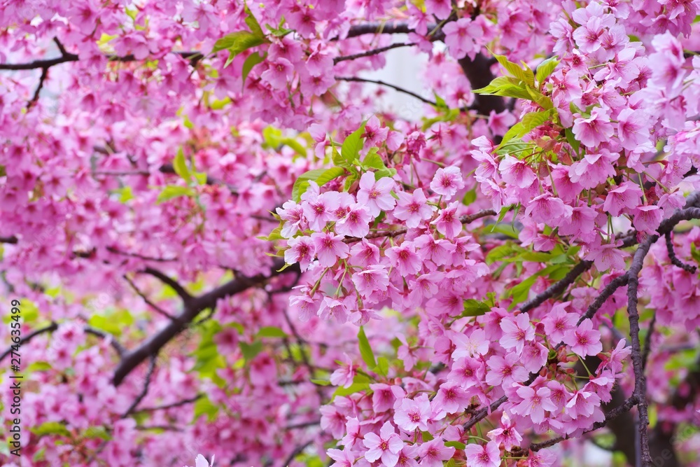 Kawazu cherry blossoms : full blooming Kawazu cherry blossoms : full blooming