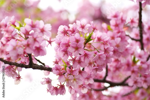 Kawazu cherry blossoms   full blooming