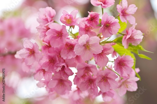 Kawazu cherry blossoms   full blooming