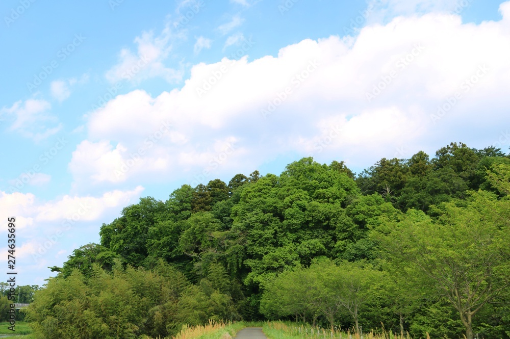 風景　春　空　雲　緑　晴れ　公園　杤木