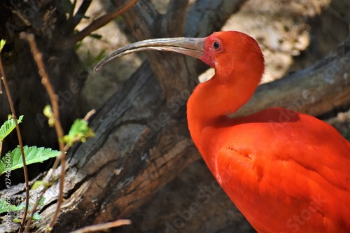 This Beautiful Bird