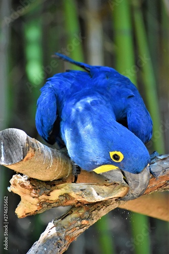 The beautiful blue macaw