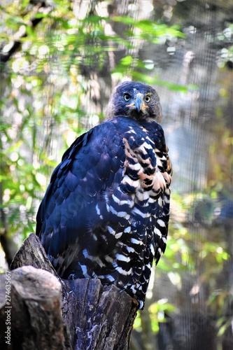 This beautiful bird