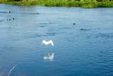 Garça branca desfruta natureza com lago e peixes