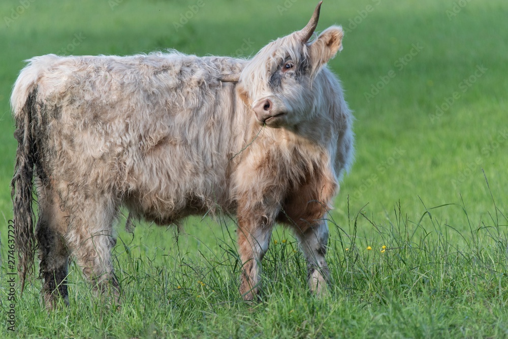 Fototapeta premium A close up photo of a Highland Cow