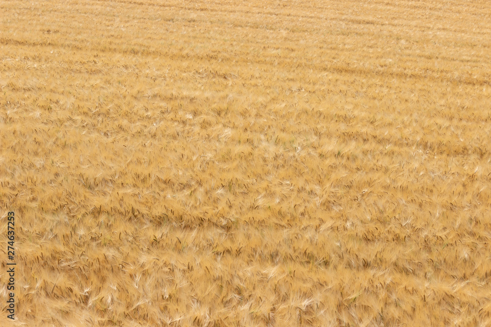 Fototapeta premium A golden barley field. Natural background pattern.