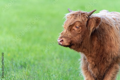 A close up photo of a Highland Cow