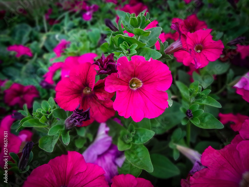 Beautiful Flowers in Virginia  Gardens  USA