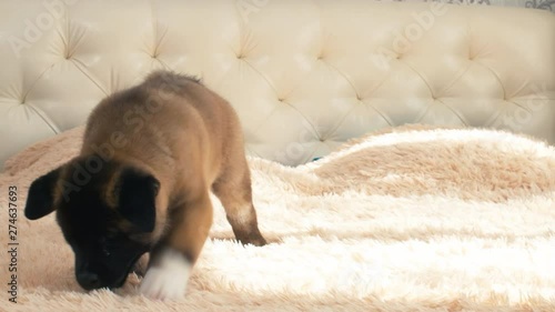 American Akita puppy walking on light soft cover of bed and starting to piss