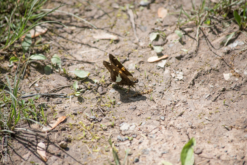 Silver Spotted Skipper