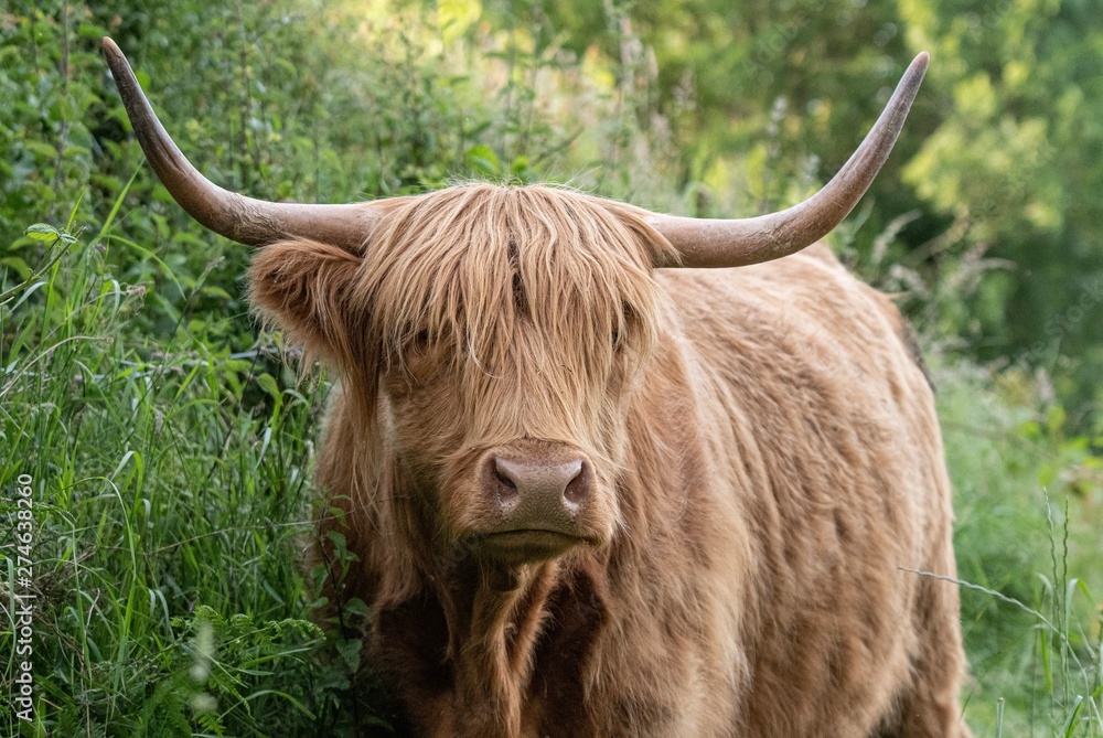 A close up photo of a Highland Cow A close up photo of a Highland Cow