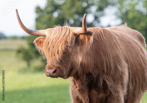 Close up photo of a Highland Cow