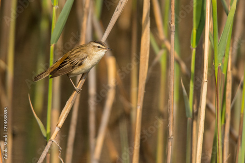 Sedge warbler (Acrocephalus schoenobaenus). Polesie. Ukraine