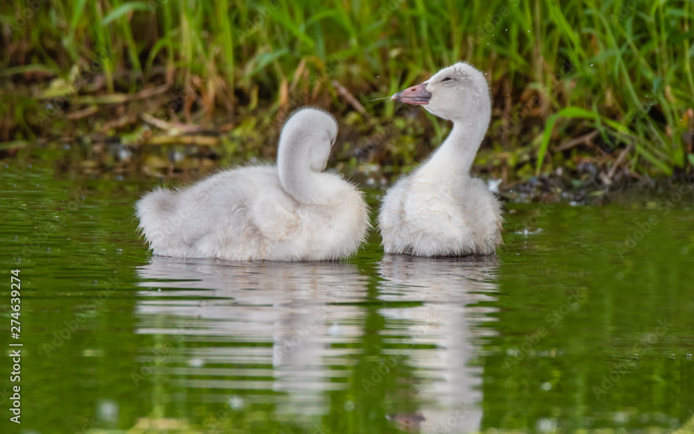 A group of cygnets (baby swan) are enjoying summer time in a lake A group of cygnets (baby swan) are enjoying summer time in a lake