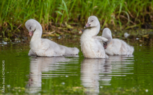 A group of cygnets (baby swan) are enjoying summer time in a lake