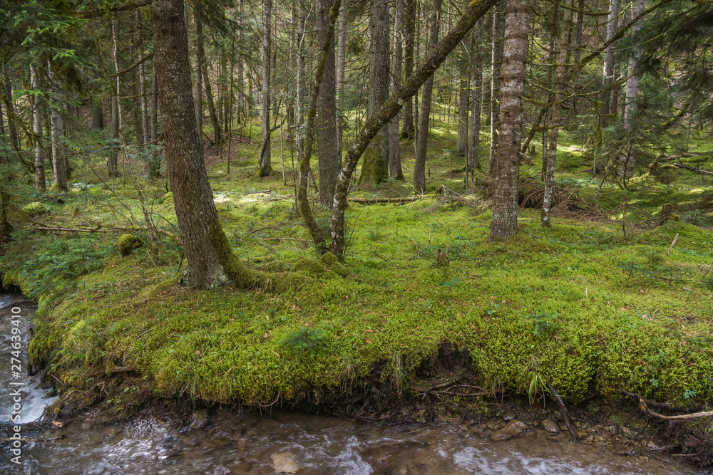 trees and meadow in forest center