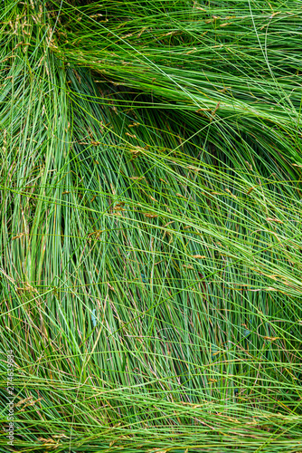 Nature background of green sedge grasses in pattern and texture