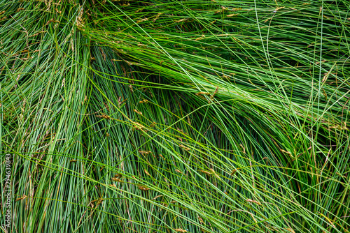 Photo Nature background of green sedge grasses in pattern and texture