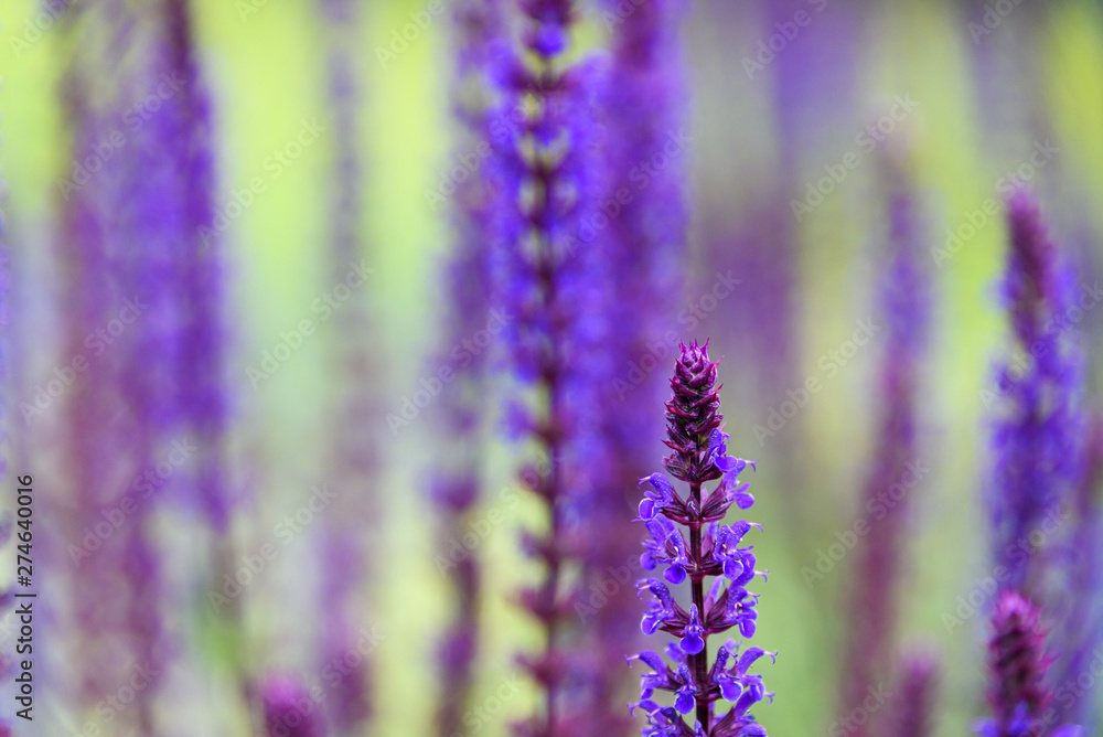 Obraz premium Nature background of a stalk of blooming purple salvia flowers, against a green and purple out of focus background