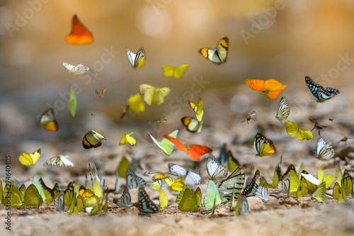 Fototapeta The beauty of many butterflies in nature