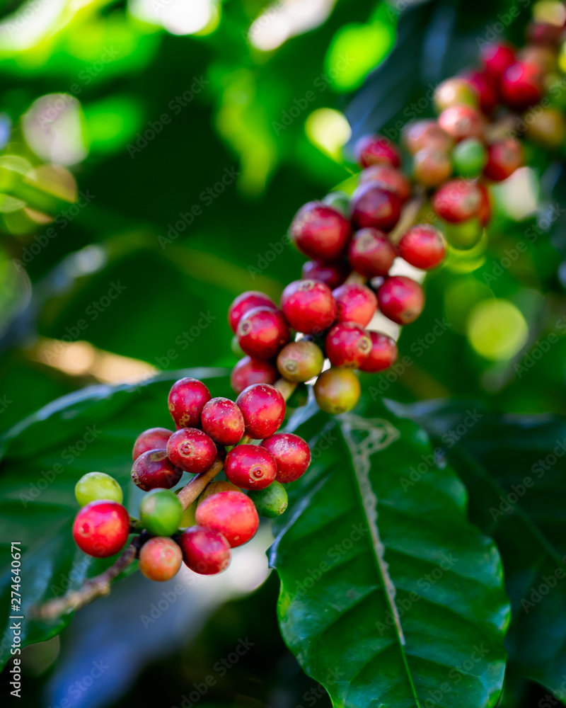 Coffee beans on tree at the mountain in farm northern Thailand. Coffee beans on tree at the mountain in farm northern Thailand.