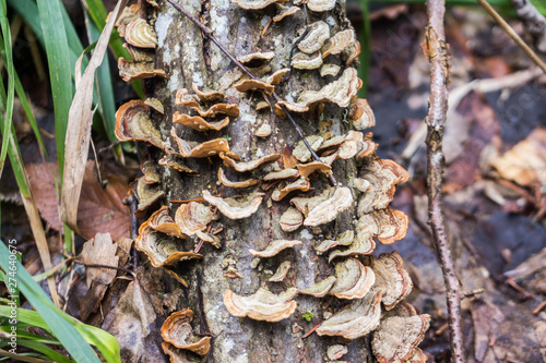 mushrooms growing on dead tree