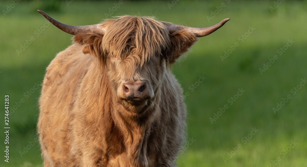 Close up photo of a Highland Cow Close up photo of a Highland Cow