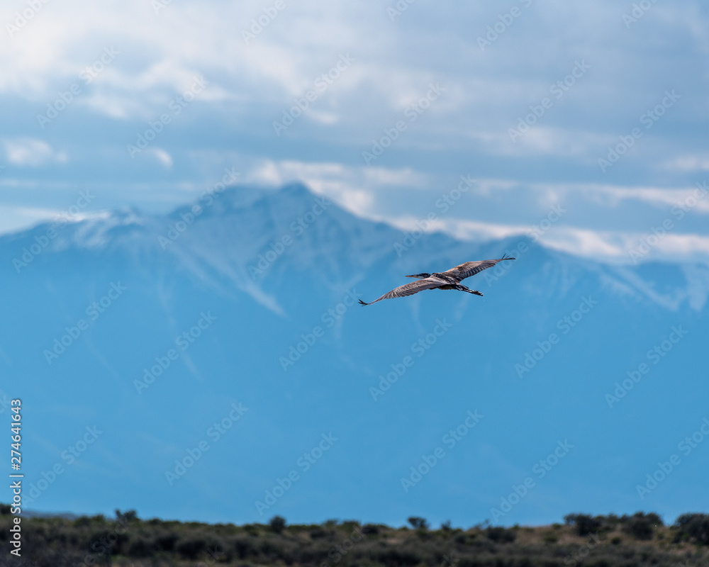 Sandhill Crane flying with mountain background