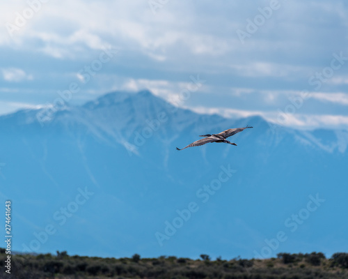 Obraz na płótnie Sandhill Crane flying with mountain background w salonie