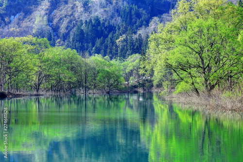 新緑の白川湖