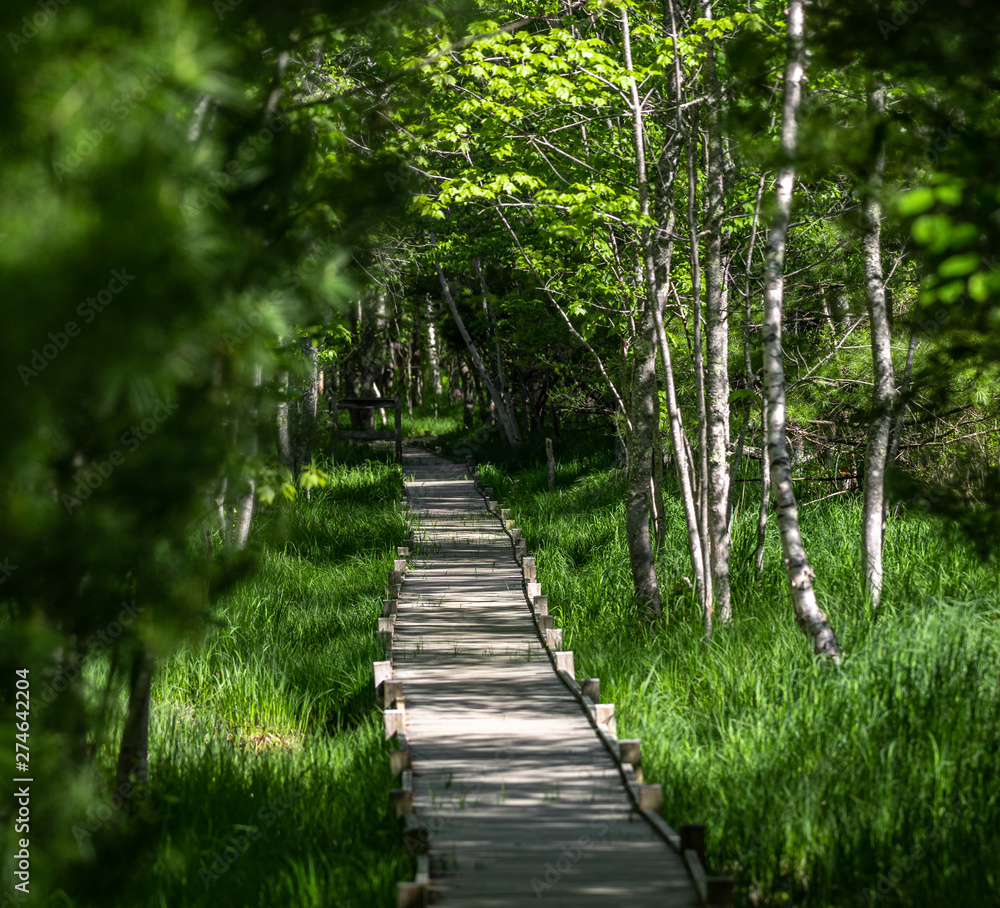 Forest Path in Acadia National Park in Maine 