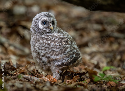 Wallpaper Mural Barred Owlet Torontodigital.ca